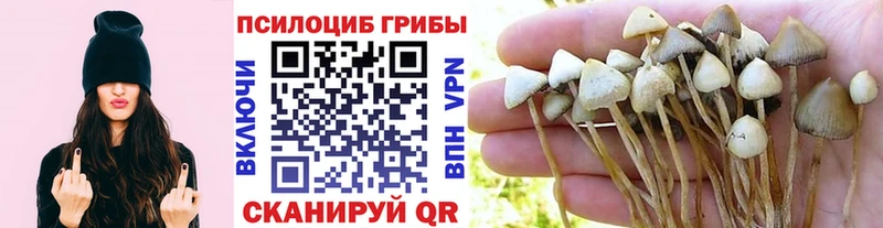 Галлюциногенные грибы Psilocybine cubensis  Власиха 